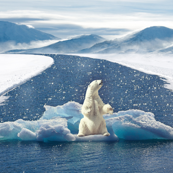 Melonbox Training & Consultancy - polar bear floating on an iceberg.